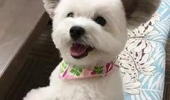 飞哥马尔济斯爆料视频,揭秘视频背后的惊人真相